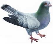 Pigeons